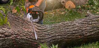 How Our Tree Care Process Works  in Flemington, GA