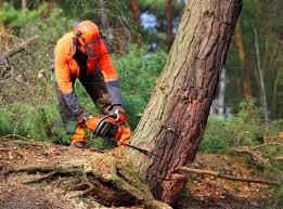 Best Tree Mulching  in Flemington, GA